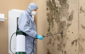 Environmental Consulting for Mold Prevention in North Lakeport, CA